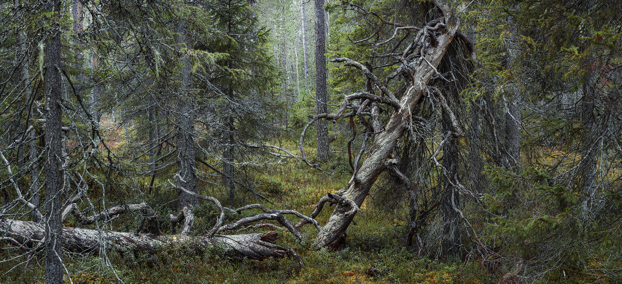 Valokuva metsästä. Etualalla kaatuneita puita.